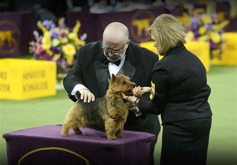 Dogs at the Opera 2025